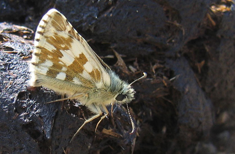 Pyrgus alveus - Hesperiidae.........dal Trentino